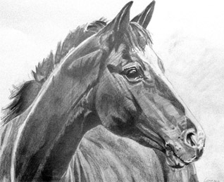 A3 Horse Portrait Drawing No Frame