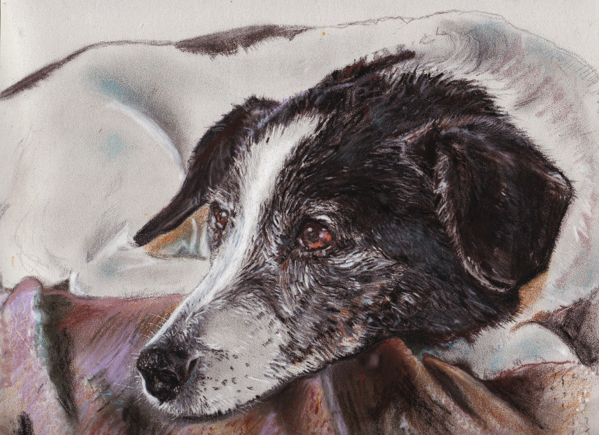 Jack Russell Study
