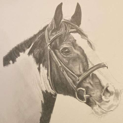 A4 Horse Portrait No Frame