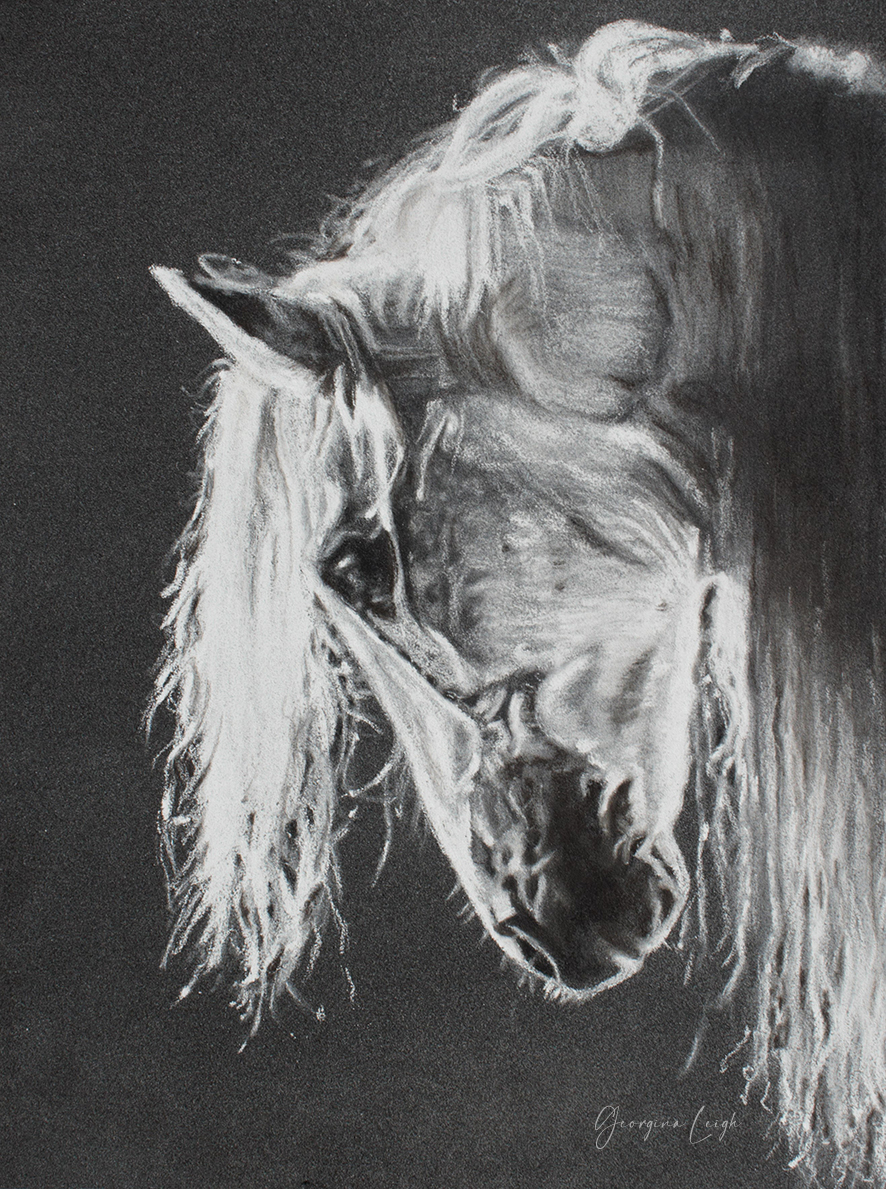 Andalusian PRE Horse Drawing (print) (A5)